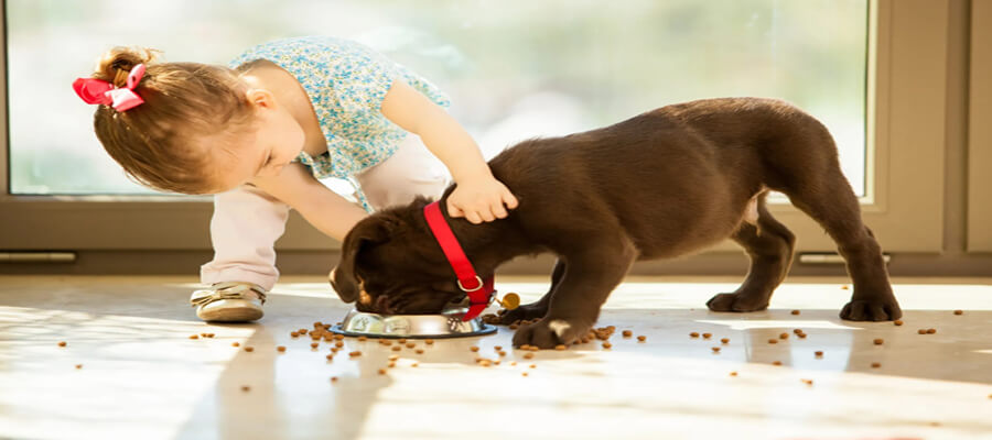 How to Help Dogs in Need: 5 Ways to Get Involved and Make a Difference